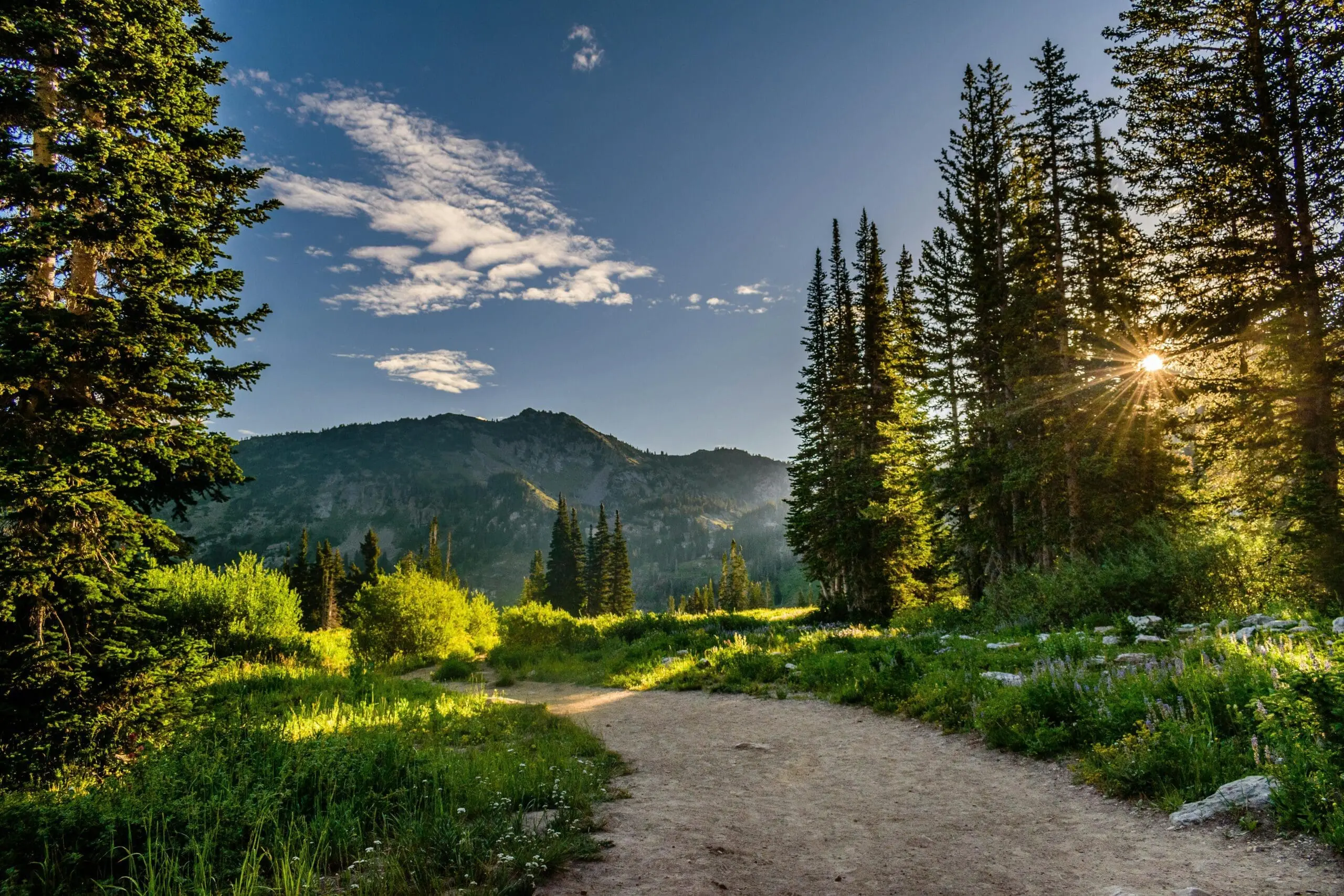 grass valley ca landscape clearing defensible space services