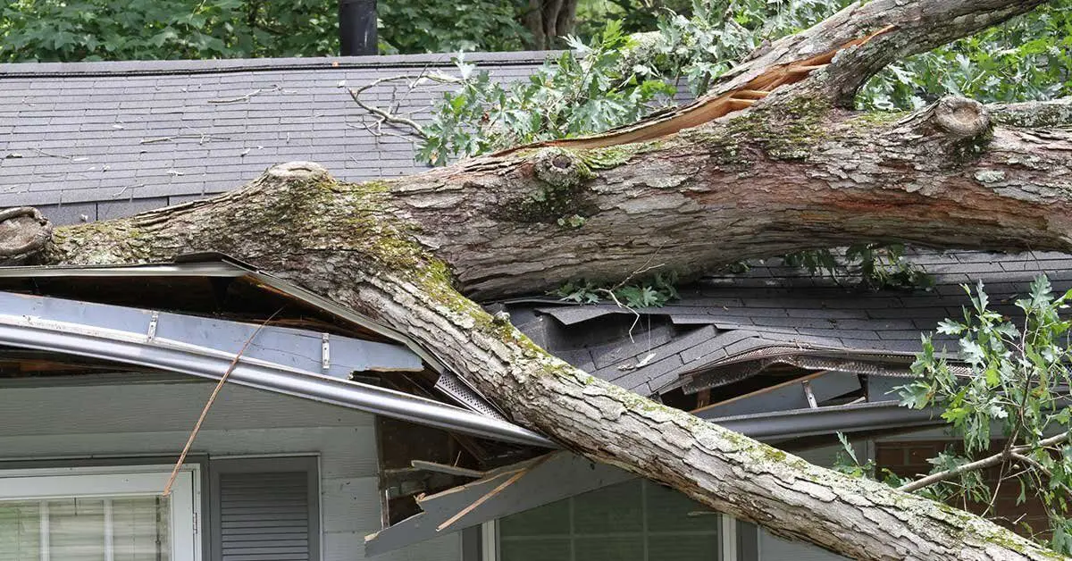 emergency tree removal for homes