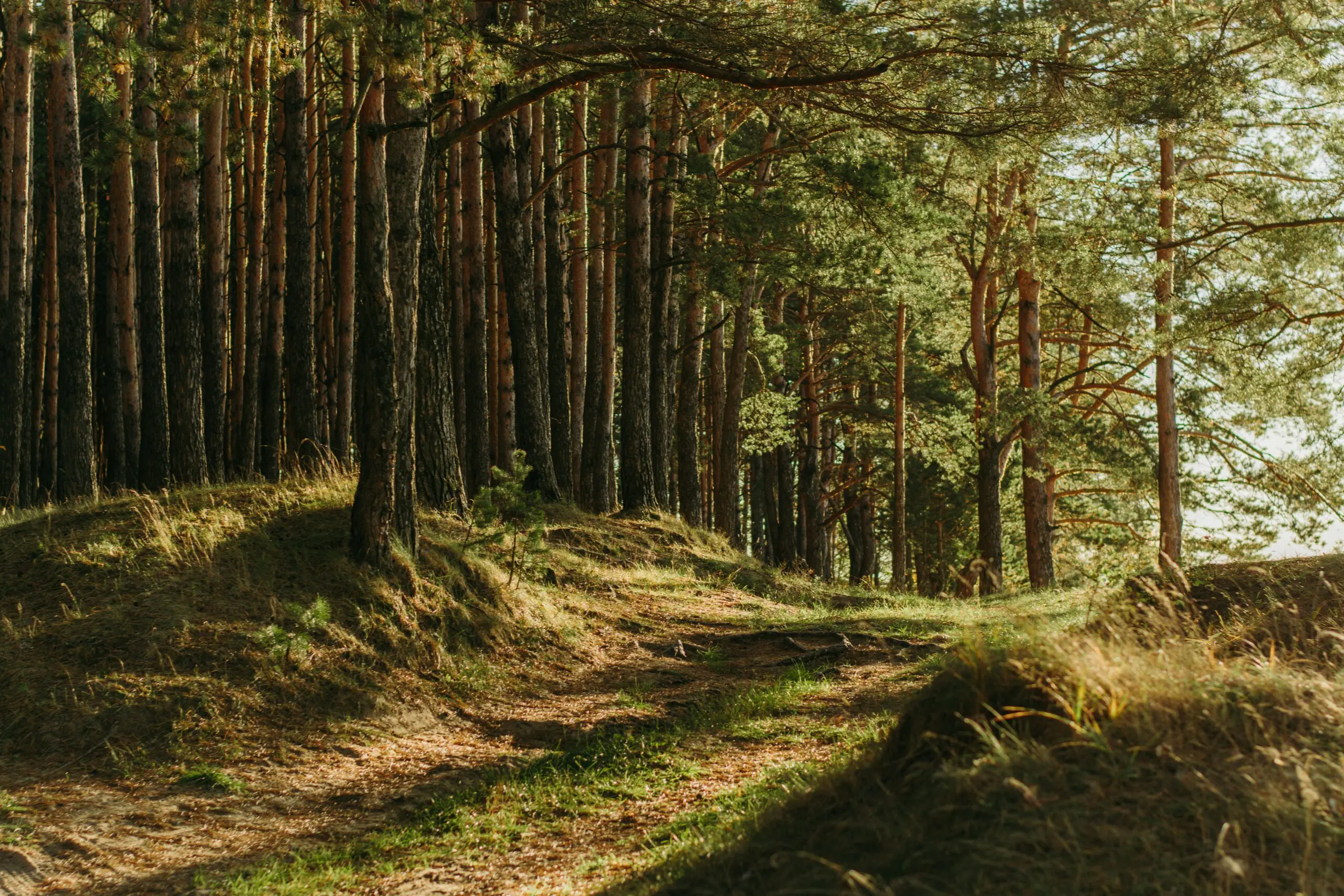 landscape image trees