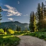 grass valley ca landscape clearing defensible space services