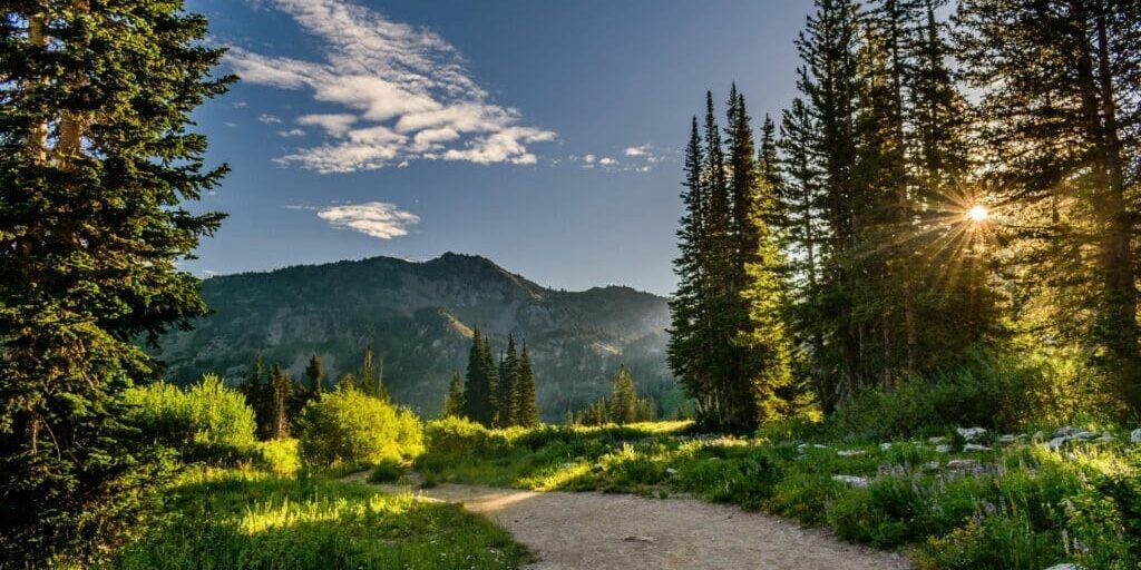 grass valley ca landscape clearing defensible space services