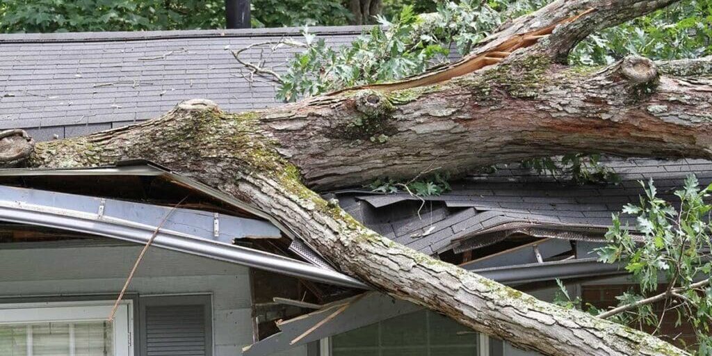 emergency tree removal for homes